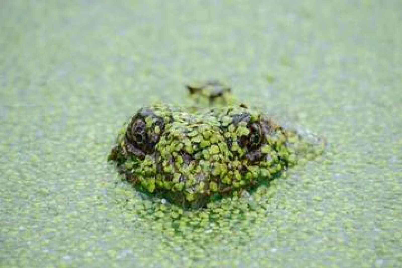 Das ist der Alternativtext: ein Frosch im Wasser